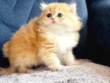 Secereli Show Kalite British Golden