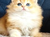 Secereli Show Kalite British Golden