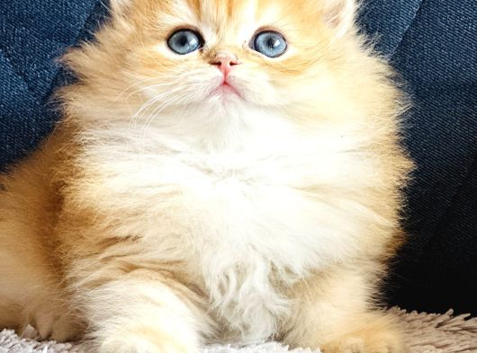 Secereli Show Kalite British Golden görsel