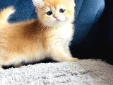 Secereli Show Kalite British Golden