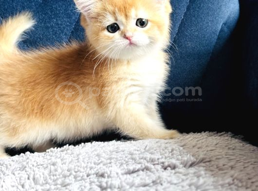 Secereli Show Kalite British Golden görsel