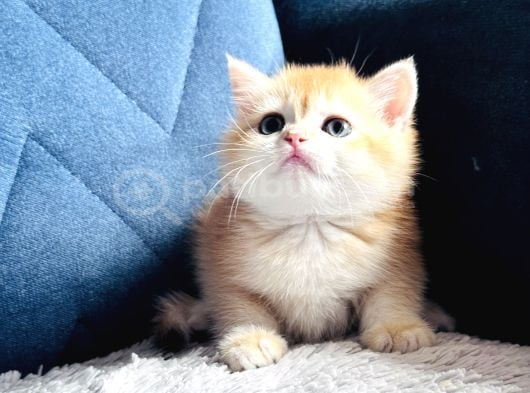 Secereli Show Kalite British Golden görsel