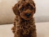 Toy Poodle Yavrular Irk Garanti̇li̇