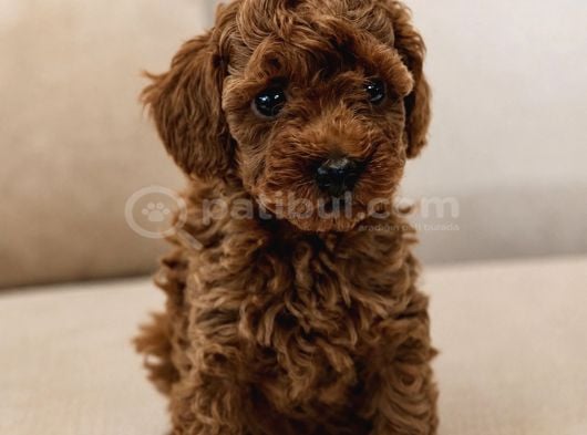 Toy Poodle Yavrular Irk Garanti̇li̇