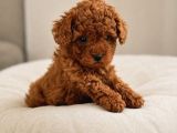 Poodle Dog House Garantili