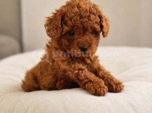 Poodle Dog House Garantili