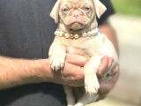 Egzoti̇k Pi̇nk Pug Mops Yavrumuz Nadi̇r Bulunan