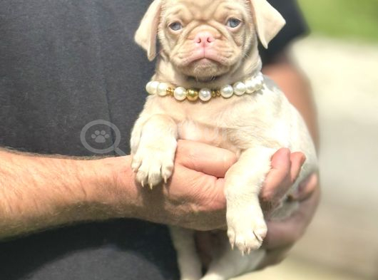 Egzoti̇k Pi̇nk Pug Mops Yavrumuz Nadi̇r Bulunan görsel