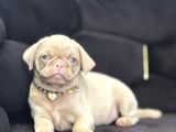 Egzoti̇k Pi̇nk Pug Mops Yavrumuz Nadi̇r Bulunan