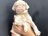 Egzoti̇k Pi̇nk Pug Mops Yavrumuz Nadi̇r Bulunan