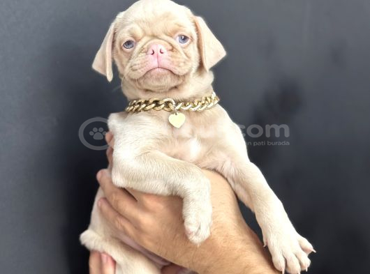 EGZOTİK PİNK PUG MOPS YAVRUMUZ NADİR BULUNAN