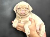 Egzoti̇k Pi̇nk Pug Mops Yavrumuz Nadi̇r Bulunan