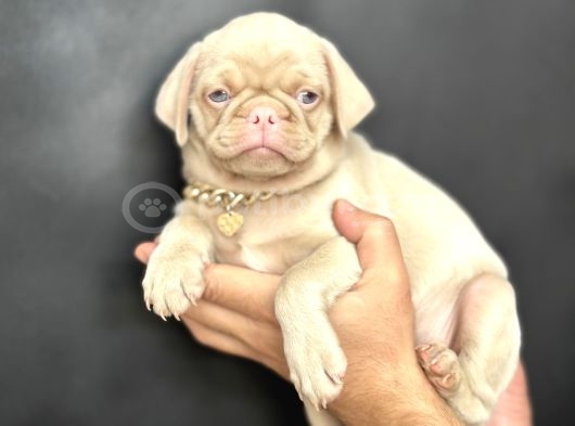 Egzoti̇k Pi̇nk Pug Mops Yavrumuz Nadi̇r Bulunan görsel