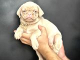 Egzoti̇k Pi̇nk Pug Mops Yavrumuz Nadi̇r Bulunan