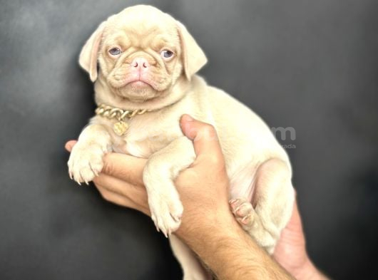 Egzoti̇k Pi̇nk Pug Mops Yavrumuz Nadi̇r Bulunan görsel