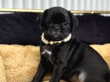 Si̇yah Pug Mops Bebebekler Di̇şi̇ Erkek