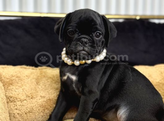 Si̇yah Pug Mops Bebebekler Di̇şi̇ Erkek görsel