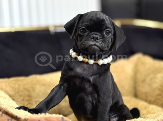 Si̇yah Pug Mops Bebebekler Di̇şi̇ Erkek görsel