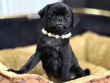 SİYAH PUG MOPS BEBEBEKLER DİŞİ ERKEK