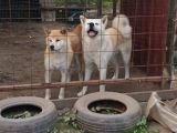 Gerçek Japon Akita Yavruları