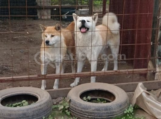 Gerçek Japon Akita Yavruları görsel