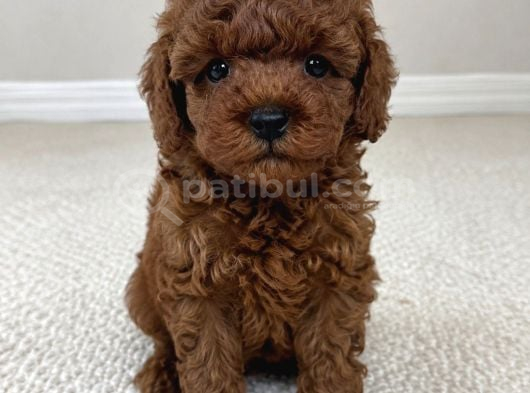 Garanti̇li̇ Poodle Yavrular