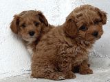 Üst Düzey Kore Babadan Malti̇poo Bebekler Hazir