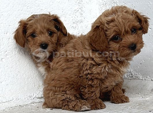 Üst Düzey Kore Babadan Malti̇poo Bebekler Hazir