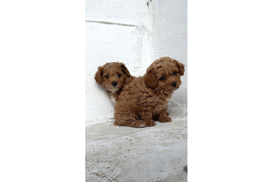 Üst DÜzey Kore Babadan Maltİpoo Bebekler Hazir