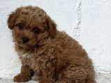 Üst Düzey Kore Babadan Malti̇poo Bebekler Hazir