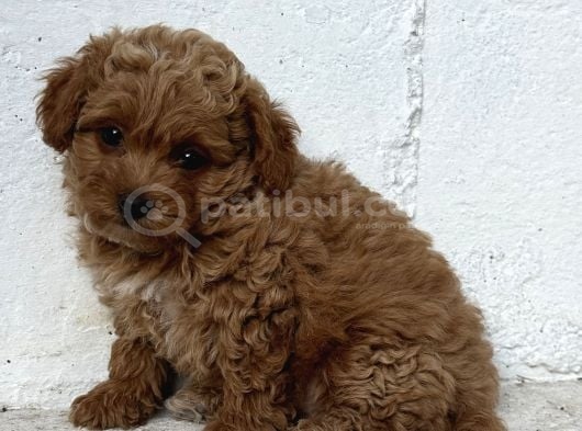 Üst Düzey Kore Babadan Malti̇poo Bebekler Hazir görsel
