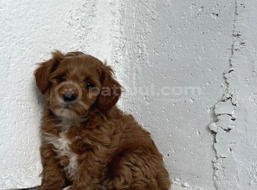 Üst Düzey Kore Babadan Malti̇poo Bebekler Hazir görsel