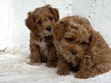 Üst Düzey Kore Babadan Malti̇poo Bebekler Hazir