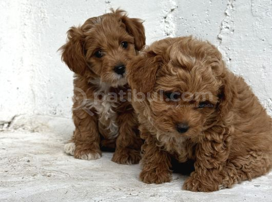 Üst Düzey Kore Babadan Malti̇poo Bebekler Hazir görsel