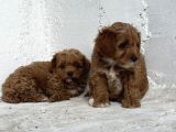 Üst Düzey Kore Babadan Malti̇poo Bebekler Hazir