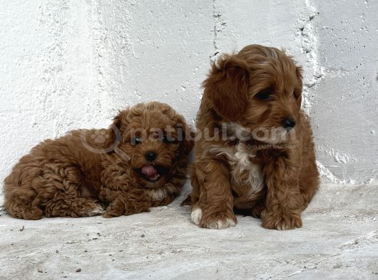 Üst Düzey Kore Babadan Malti̇poo Bebekler Hazir görsel