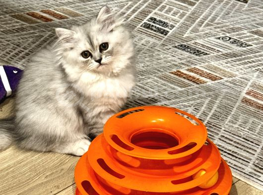 Hayatınıza Güzellik Katmayı Bekliyorlar görsel
