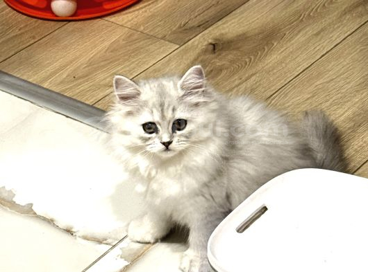 Hayatınıza Güzellik Katmayı Bekliyorlar görsel
