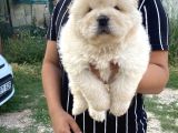 Gerçek 0 Burun Chow Chow Yavrular