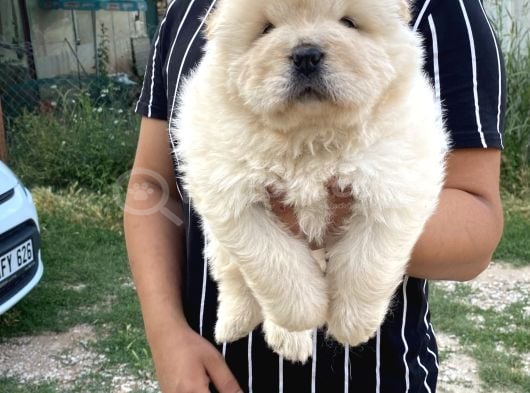 Gerçek 0 Burun Chow Chow Yavrular görsel