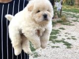 Gerçek 0 Burun Chow Chow Yavrular