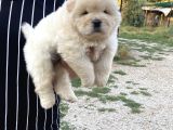Gerçek 0 Burun Chow Chow Yavrular