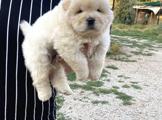 Gerçek 0 Burun Chow Chow Yavrular görsel