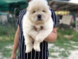 Gerçek 0 Burun Chow Chow Yavrular