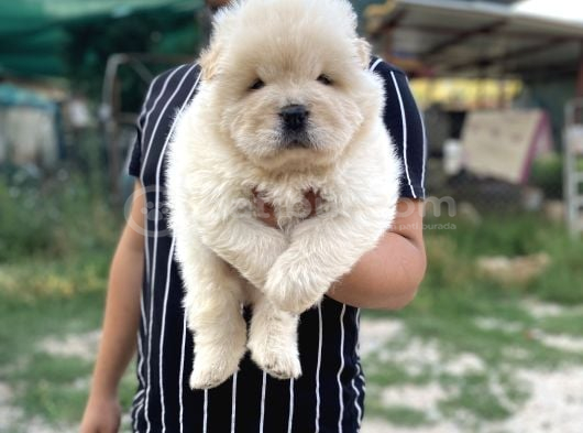 Gerçek 0 Burun Chow Chow Yavrular görsel