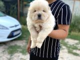 GERÇEK 0 BURUN CHOW CHOW YAVRULAR