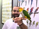 Caique Papağanı Full Eği̇ti̇mli̇ Evci̇l Konuşan