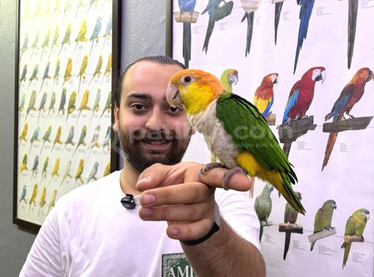 Caique Papağanı Full Eği̇ti̇mli̇ Evci̇l Konuşan görsel