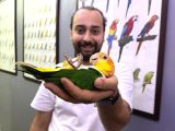 Caique Papağanı Full Eği̇ti̇mli̇ Evci̇l Konuşan