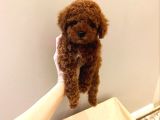 A Kali̇te Toy Poodle Bebek